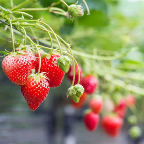 strawberries