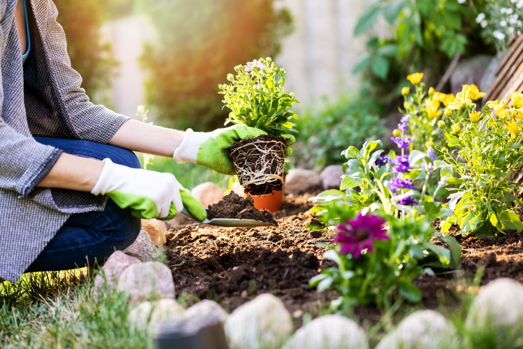 planting a plant