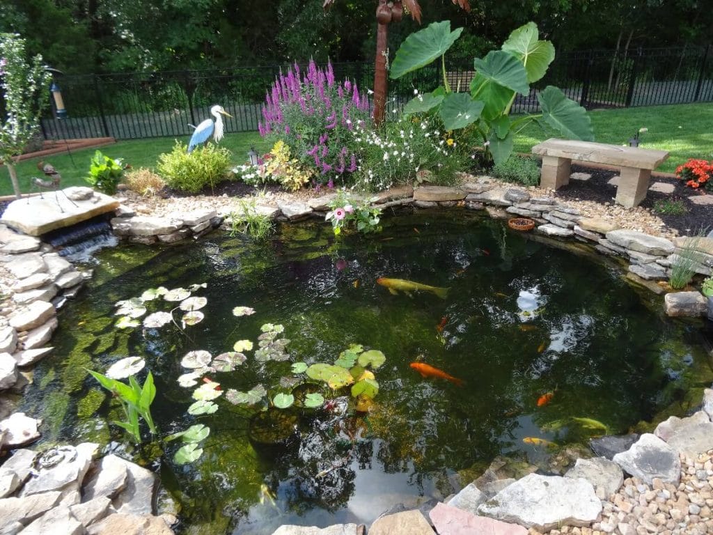 koi in pond