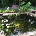 koi in pond