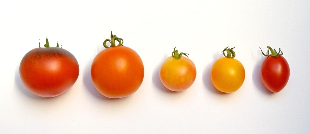 tomatoes, tomato varieties, types of tomatoes, nightshade plant, tomato fruit, red, nightshade, paradeiser, bush tomato, fruit vegetables, tomato growing, vegetables, tomatoes, tomatoes, tomatoes, tomatoes, tomatoes