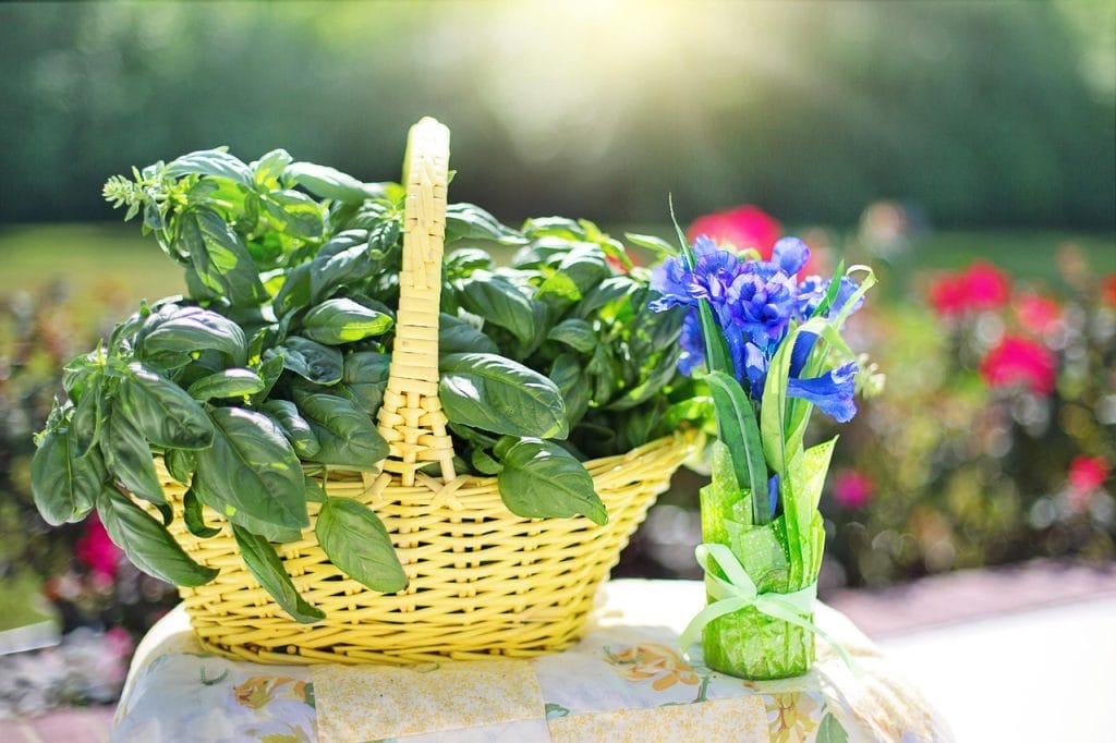 basil, herb, fresh, organic, vegetarian, natural, healthy, ingredient, green, cooking, cuisine, tasty, harvest, basket, sweet basil, basil, basil, basil, basil, basil, sweet basil, sweet basil