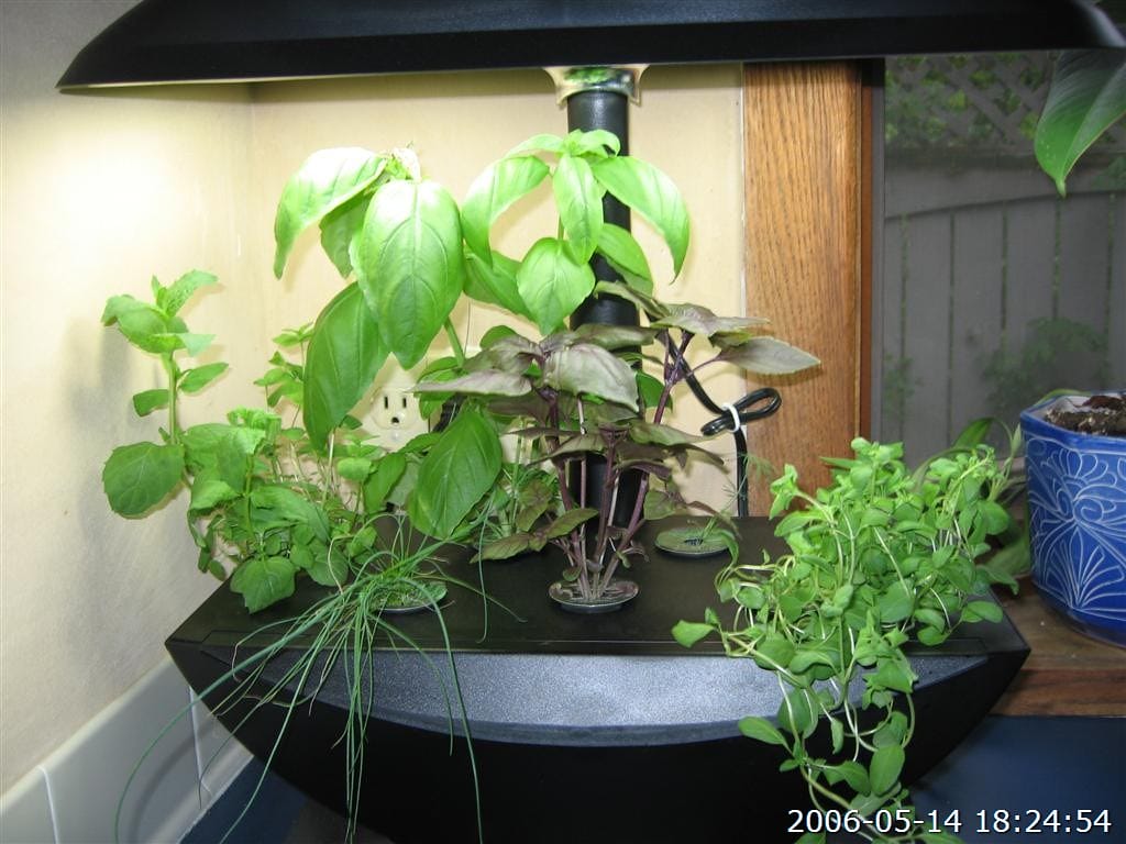 hydroponic herbs