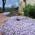 ground cover
