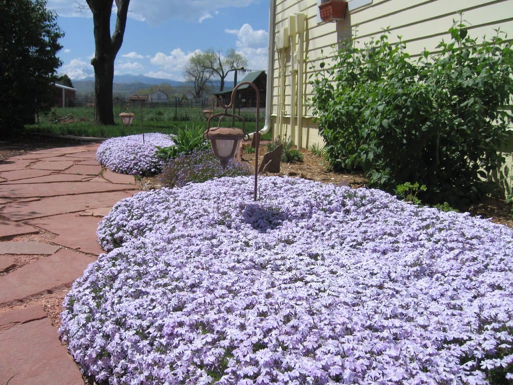 ground cover