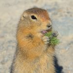 gopher
