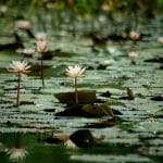 a pond filled with lots of water lilies