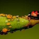red and black ladybug on green leaf