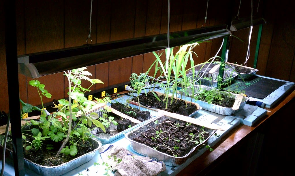 grow light