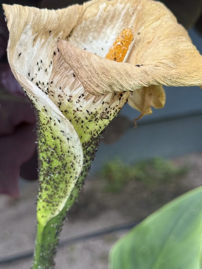 aphids infesting a Calla Lily