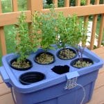 hydroponic plants