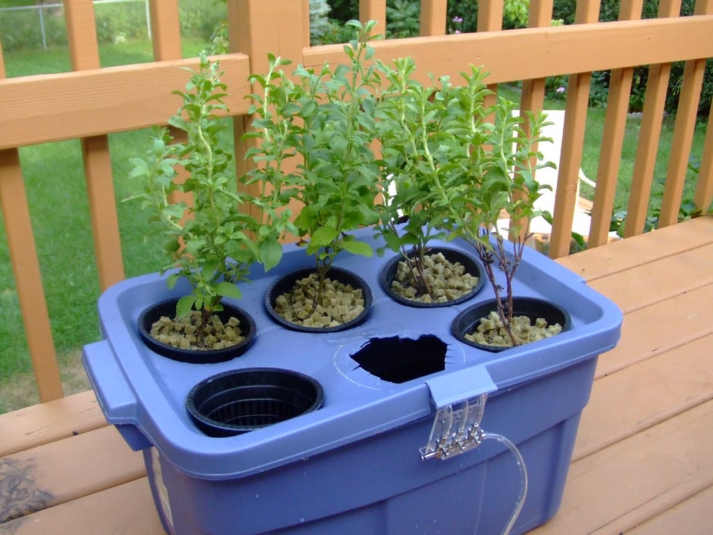 hydroponic plants