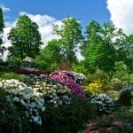 garden trees
