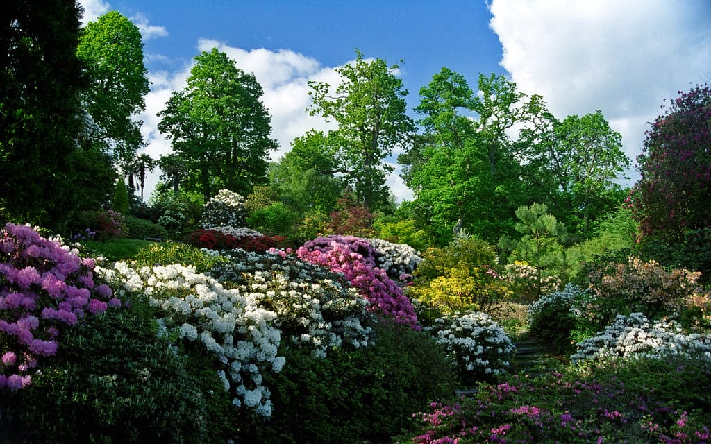 garden trees