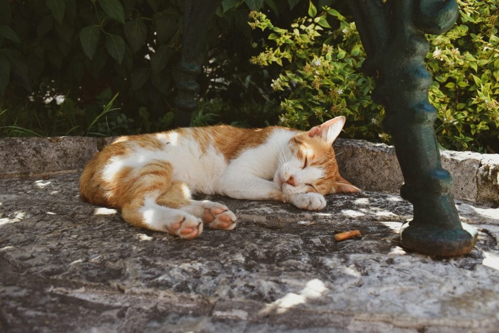 a cat sleeping on a stone surface