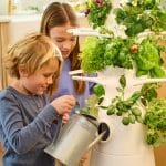 lettuce grow system
