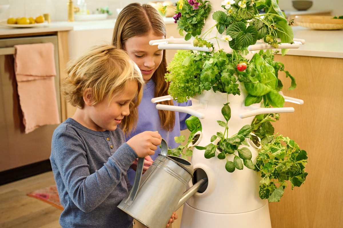 lettuce grow system