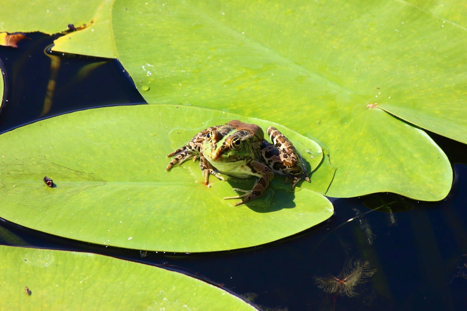 A frog sitting on top of a green leaf