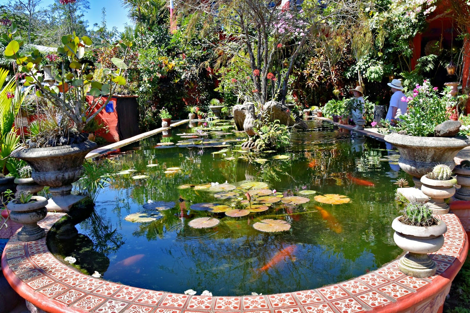 A serene pond with lily pads and fish.