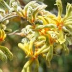 kangaroo plant yellow and red flower in tilt shift lens