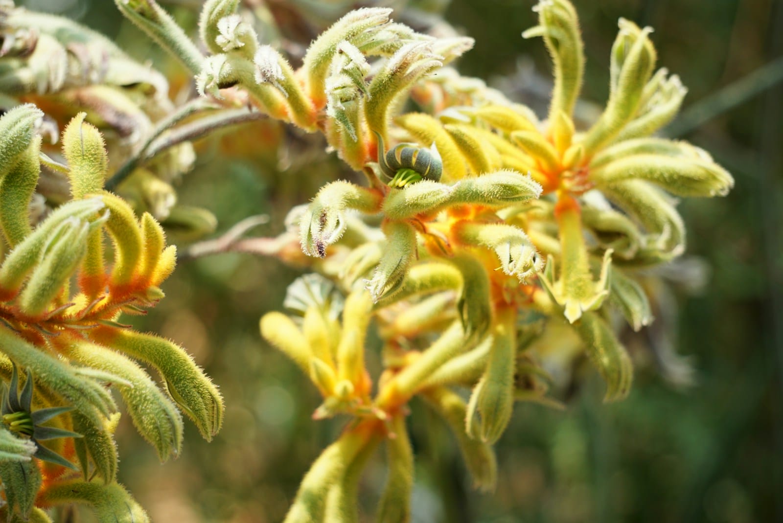 kangaroo plant yellow and red flower in tilt shift lens