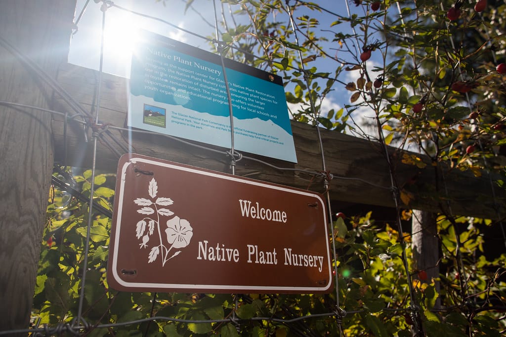 Native plants and conservation