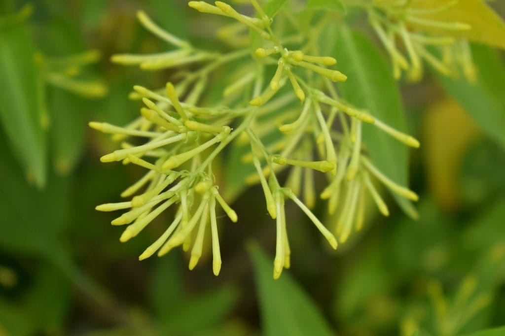 night-blooming jasmine, night-blooming cestrum, lady of the night, queen of the night, cestrum nocturnum, green night, green lady, night-blooming jasmine, cestrum nocturnum, cestrum nocturnum, cestrum nocturnum, cestrum nocturnum, cestrum nocturnum