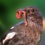animals, nature, bird, blackbird, worm, earthworm, feed, offspring, brood, spring, songbird, worm, worm, worm, worm, worm, earthworm