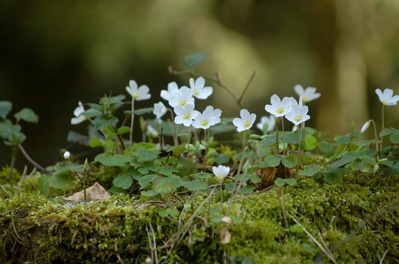 clover, shamrocks, blossoms, meadow clover, nature, forest, moss, four leaf clover, happiness, sorrel, forest clover, tree trunk
