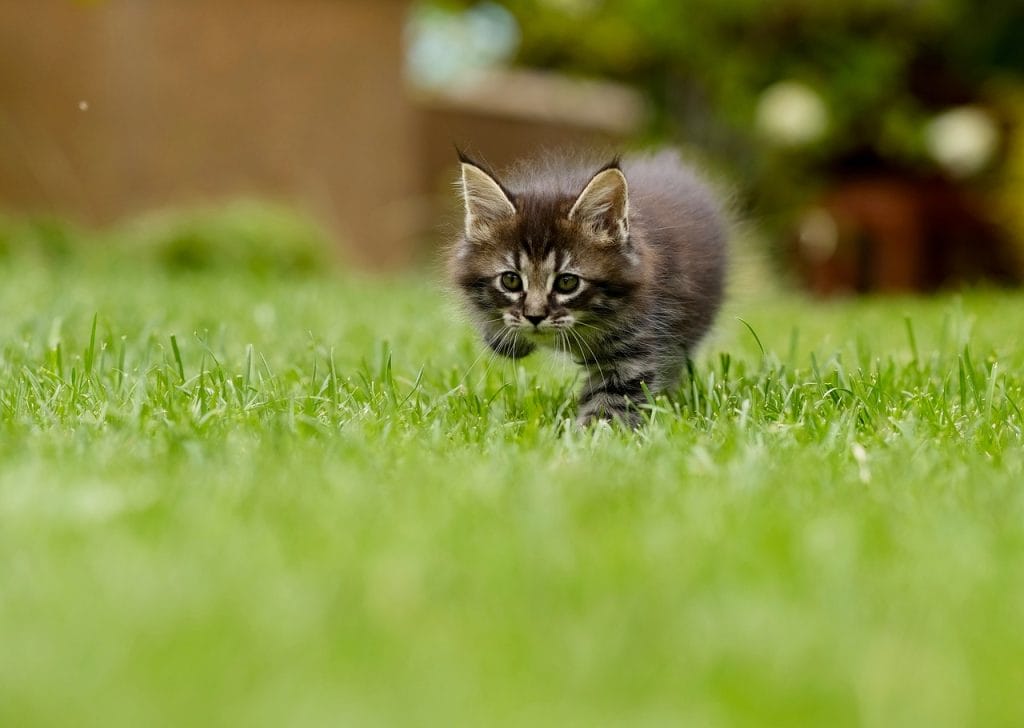 cat, kitten, grass, pounce, stalk, animal, pet, nature, feline, lawn