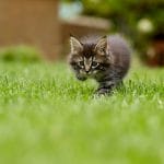 cat, kitten, grass, pounce, stalk, animal, pet, nature, feline, lawn