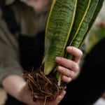 Close-up of a snake plant being held for repotting. Ideal for home gardening themes.
