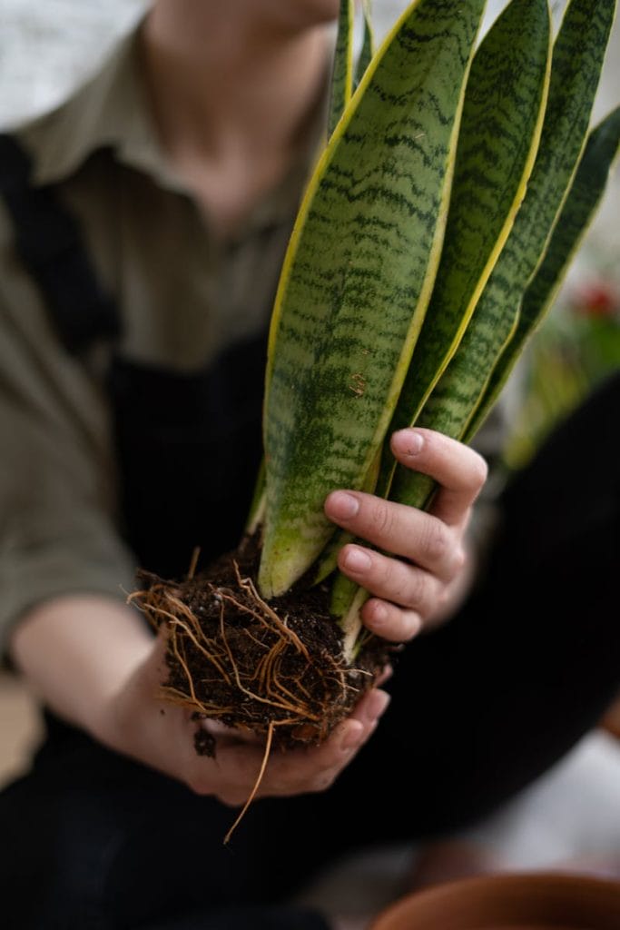 Close-up of a snake plant being held for repotting. Ideal for home gardening themes.