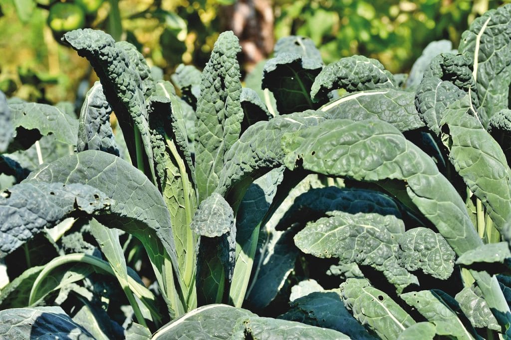 kale