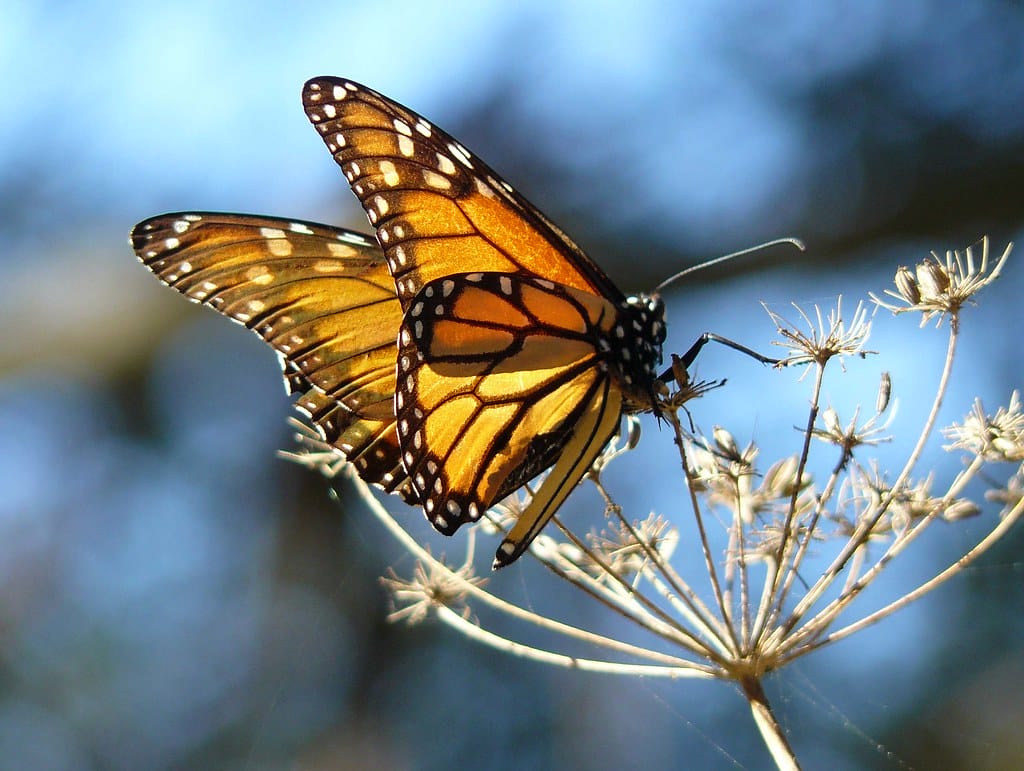 Monarch butterfly