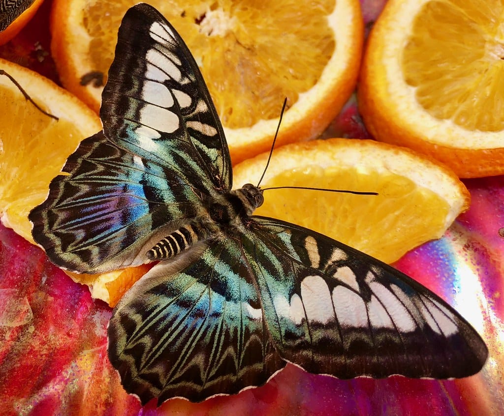 butterfly feeding