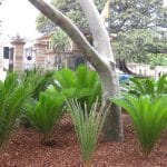 cycads