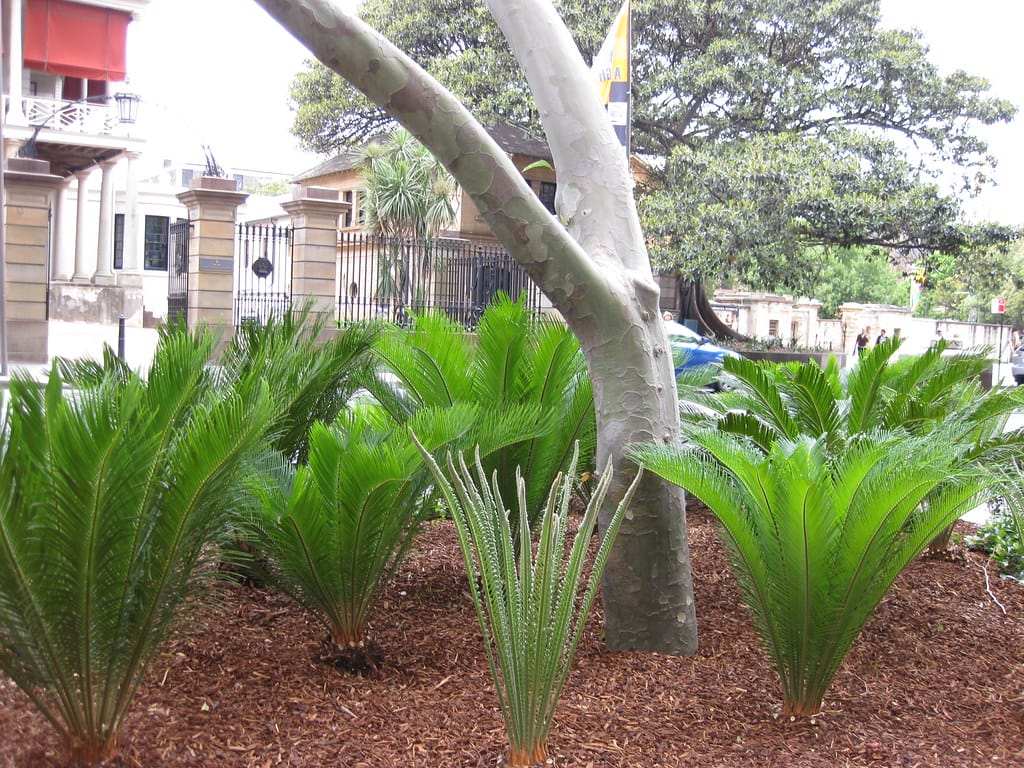 cycads