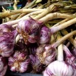 fresh garlic harvested and purple