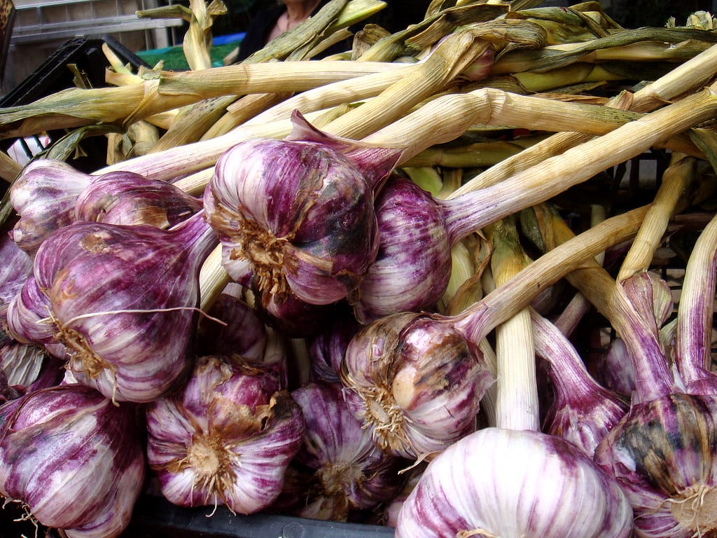 fresh garlic harvested and purple
