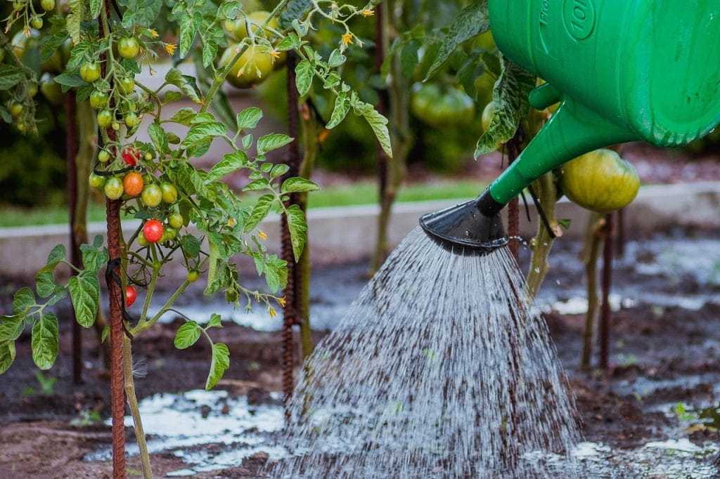 the cultivation of, vegetables, tamato, watering, watering can, nature, water, tomatoes, cocktail, breed, water the garden