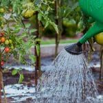 the cultivation of, vegetables, tamato, watering, watering can, nature, water, tomatoes, cocktail, breed, water the garden