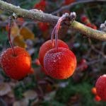 frosted cherries