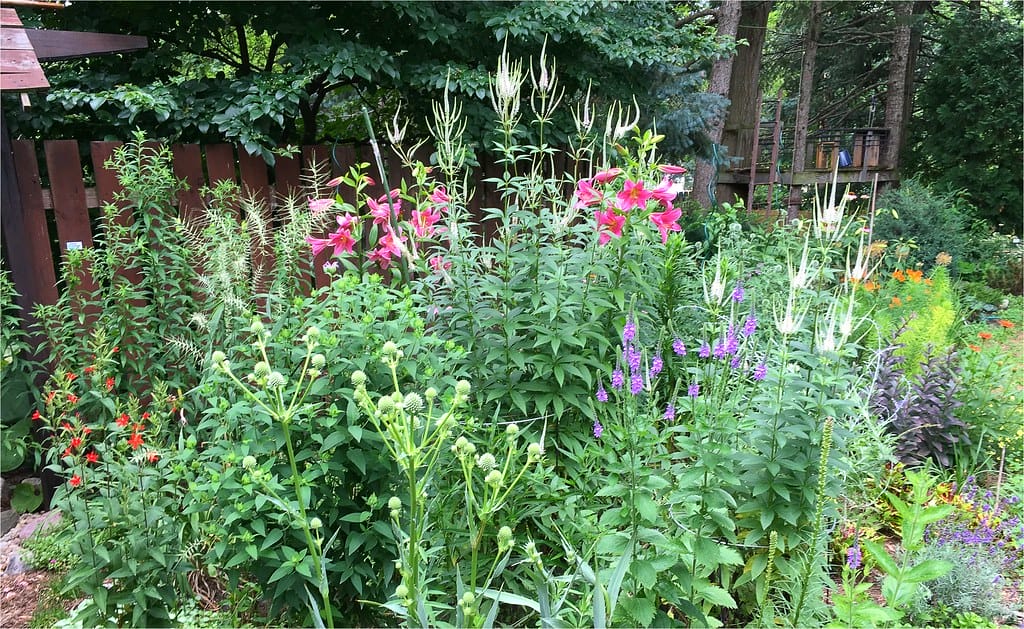 native plants for conservation