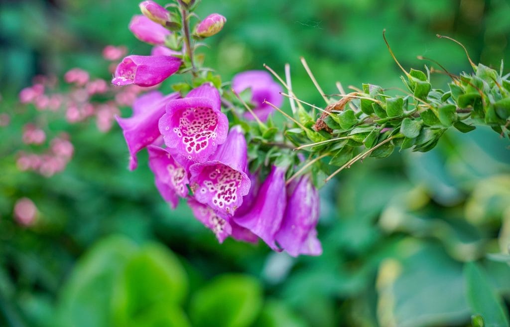 foxglove, flowers, plant, pink flowers, bloom, botany, garden, flower background, nature, beautiful flowers, closeup, horticulture, flower wallpaper, summer