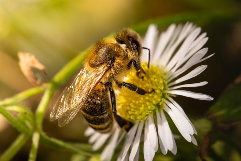 bee on flower