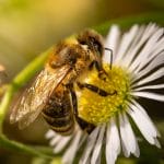 bee on flower