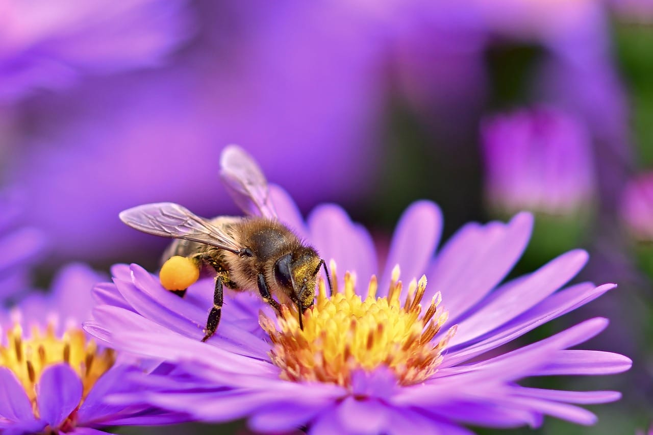 Bee on a flower