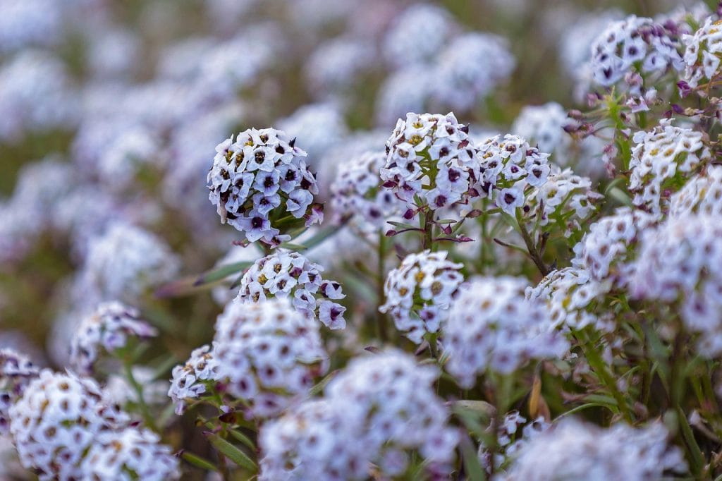 flowers, petals, flower wallpaper, plants, flower background, flowering, bloom, garden, spring, beautiful flowers, nature
