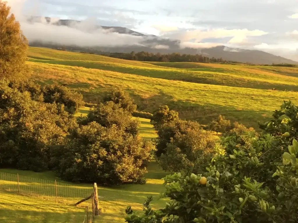 Morning light at Kulamanu Farm